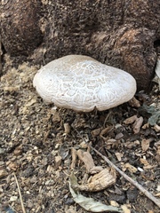 Neolentinus