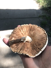 Neolentinus
