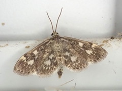 Anania coronata