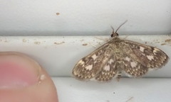 Anania coronata