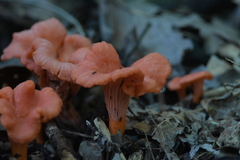 Cantharellus coccolobae