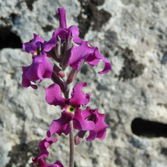 Matthiola fruticulosa