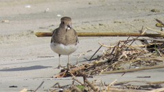 Charadrius modestus