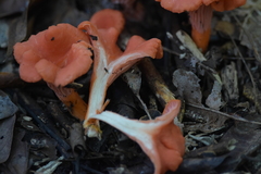Cantharellus coccolobae
