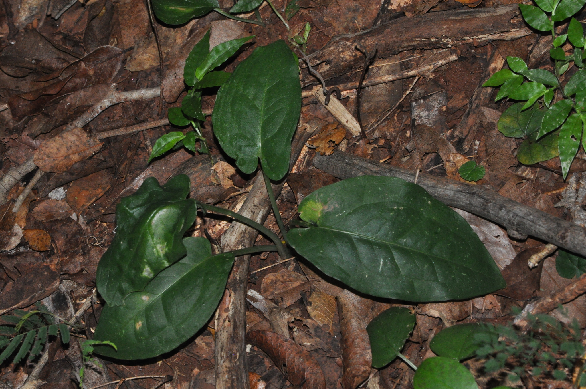 Spathicarpa hastifolia