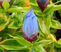 Gentiana platypetala