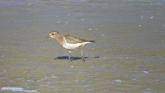 Charadrius modestus