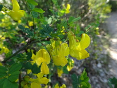 Hippocrepis emerus