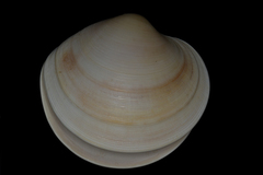 Dosinia caerulea