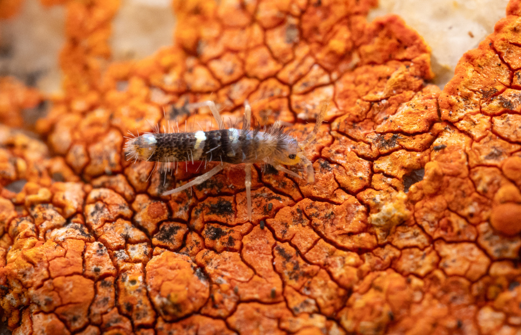 Seirinae