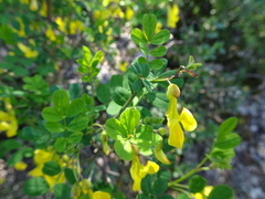 Hippocrepis emerus