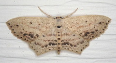 Scopula cacuminaria