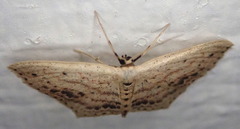 Scopula cacuminaria