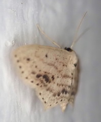 Scopula cacuminaria