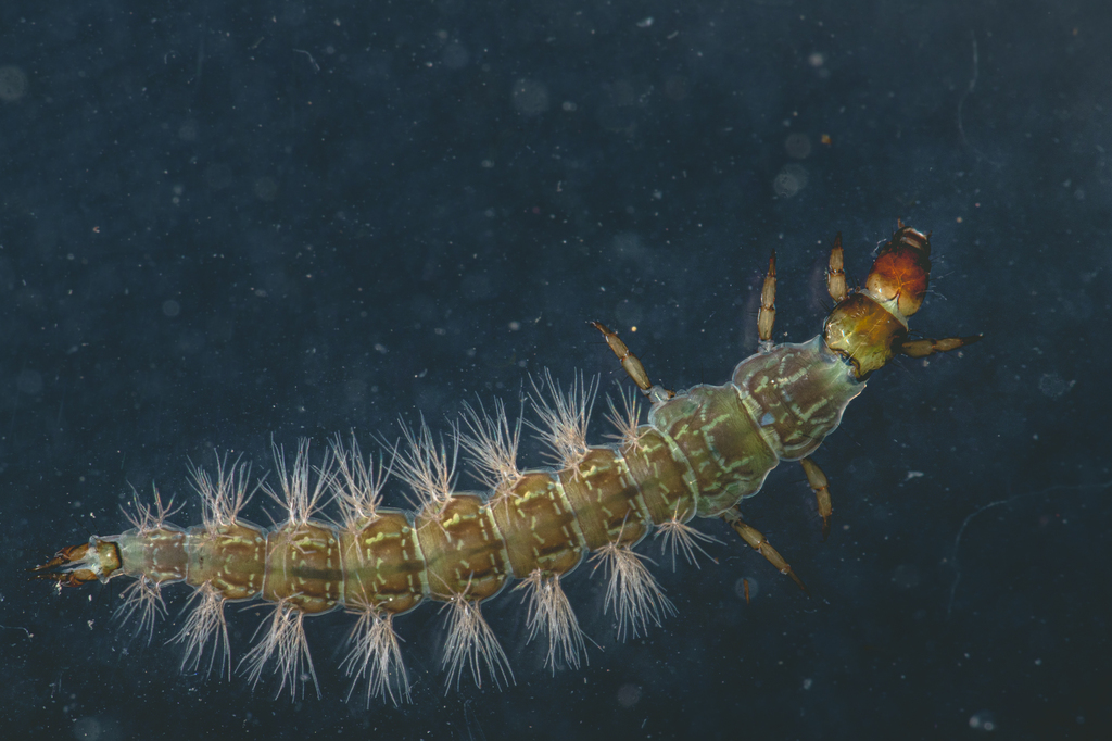 Rhyacophila glaciera