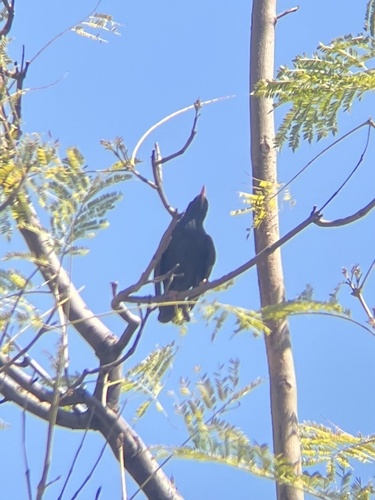 Estornino negro (Sturnus unicolor)