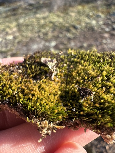 Pleuridium sullivantii