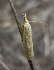 Ematheudes punctella