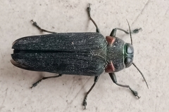 Actenodini