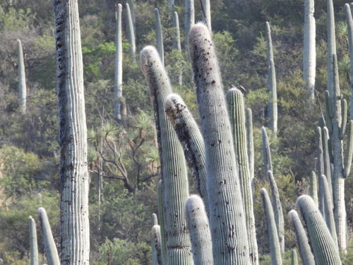 Cephalocereus columna-trajani