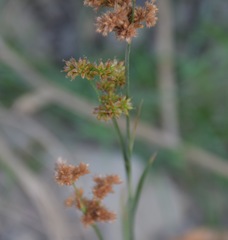 Juncus xiphioides