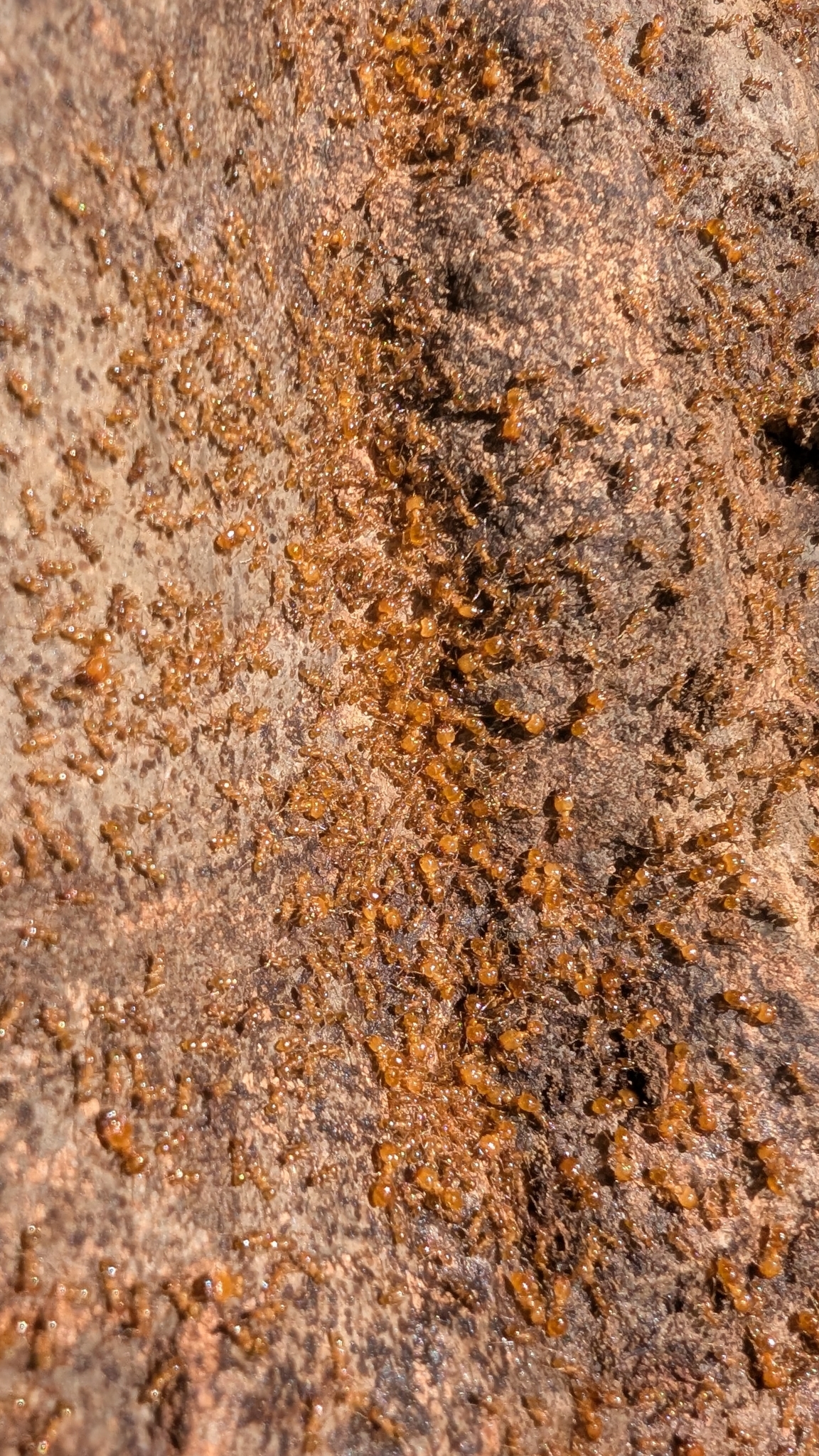 Pheidole cicatricosa