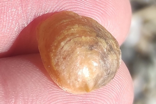 Anomia ephippium