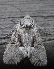 Eremobina leucoscelis