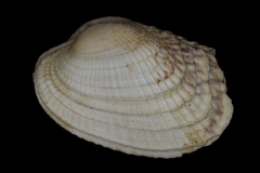 Irus carditoides