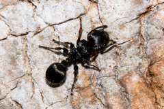 Procryptocerus