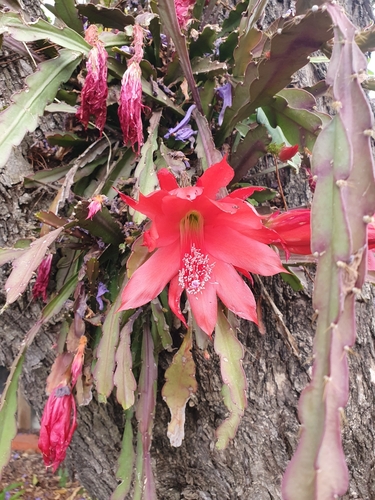 Foto de Cacto-orquídea