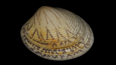 Katelysia rhytiphora