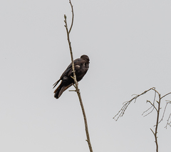 Corvus brachyrhynchos caurinus