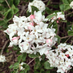 Viburnum carlesii