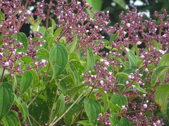 Miconia conospeciosa