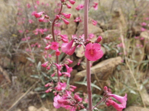 Image of Penstemon parryi by (c) Sue Carnahan, some rights reserved (CC BY)