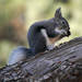 Abert's Squirrel - Photo (c) Bernard Foy, some rights reserved (CC BY-NC), uploaded by Bernard Foy