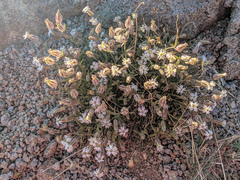 Silene sargentii