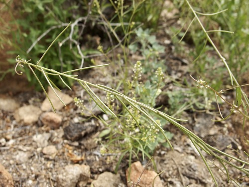 Image of Caulanthus lasiophyllus by (c) Sue Carnahan, some rights reserved (CC BY)