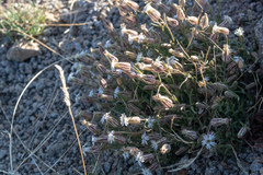 Silene sargentii