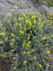 Ericameria discoidea