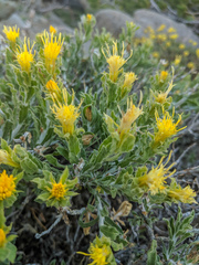 Ericameria discoidea