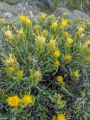 Ericameria discoidea
