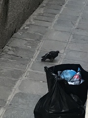 Columba livia domestica