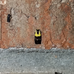 Rectiostoma xanthobasis