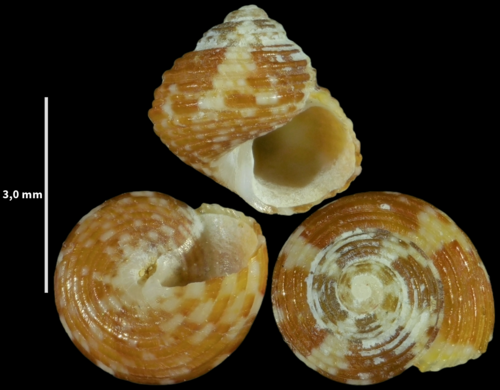 Gibbula turbinoides
