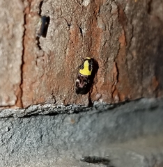 Rectiostoma xanthobasis