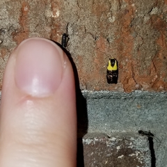 Rectiostoma xanthobasis