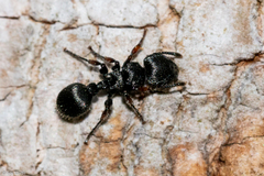 Procryptocerus