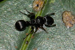 Procryptocerus